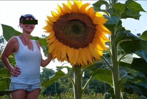 Riesen sonnenblume exot - riesen-sonnenblume,
