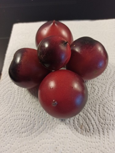 Königin der nacht tomaten - ",