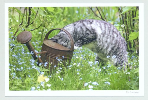 Postkarte katze - ak,