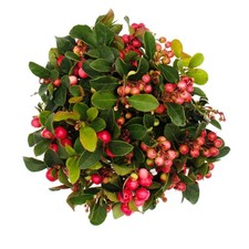 Teppichbeere - Gaultheria procumbens - Scheinbeere - Rebhuhnbeere - winterhart 