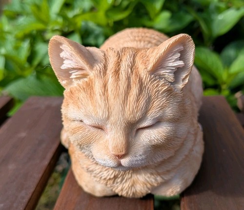Dreaming ginger cat von - cat, vivid