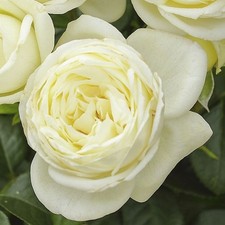 NEU - Edelrose  Solo ® , Tantau, 2022 , ADR-Rose - Co. 5 L