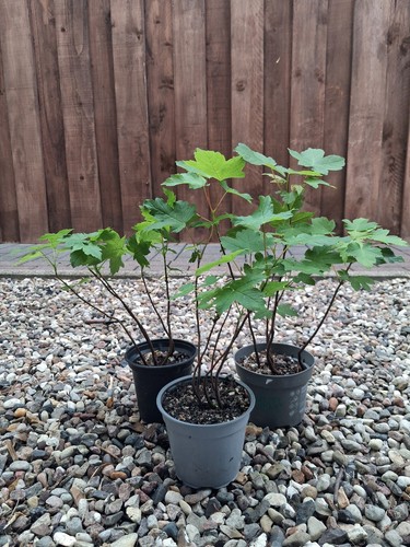 Bergahorn pre bonsai - bergahorn,,