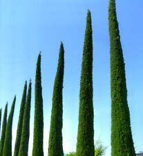 Cupressus sempervirens var