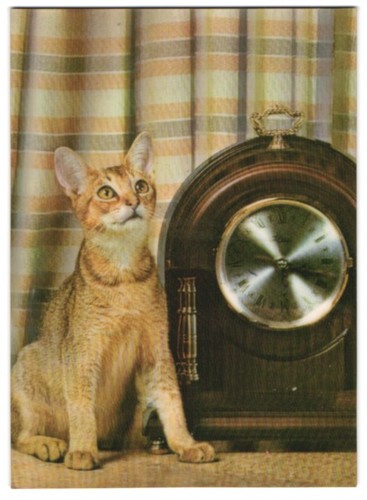 Katze neben einer uhr - katze,