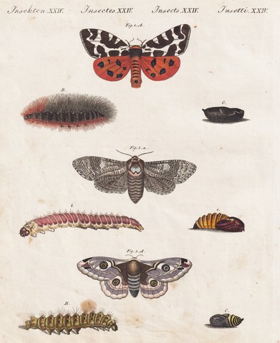 Tiger moths weidenbohrer - moths,