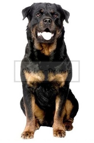 Autoaufkleber mops welpen hund - autoaufkleber,