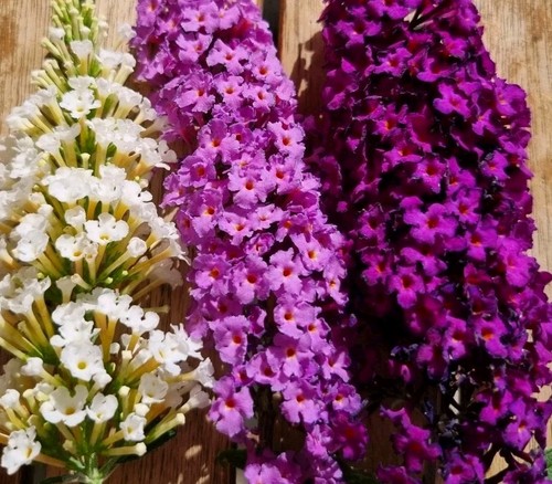 Sommerflieder samen - 50,