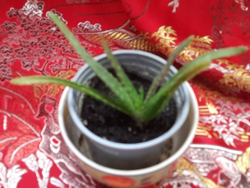Aloe vera pflanze - ,