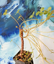 Oxalis megalorrhiza, eine