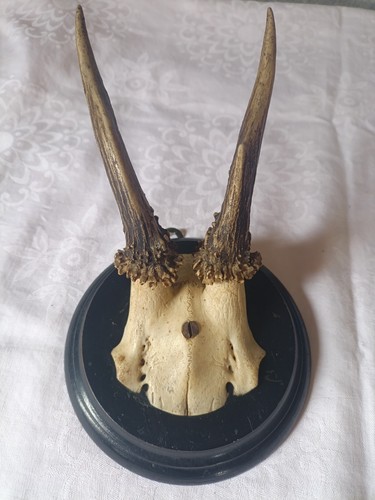 Jagdtrophäe rehgeweih - jagdtrophäe,,