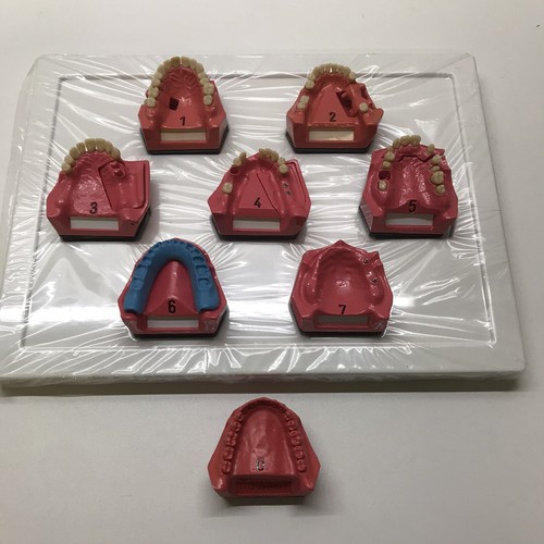 Dental dent schaumodell - go,