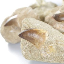 Dinosaurierzahn Mosasaurus