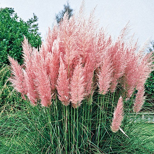 Cortaderia selloana rosea - x,