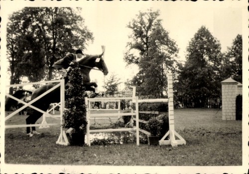 Foto pferdesport - foto,