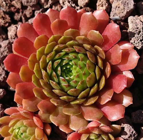 Sempervivum bronze plastic - plastic",