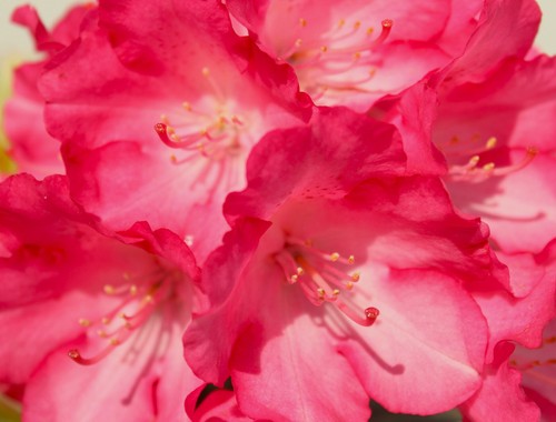 Rhododendron yakushimanum - rhododendron, 'yakushimanum'