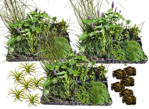 Naturpool wasserpflanzen set - naturpool,