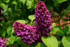Winterharte roter - 2x,