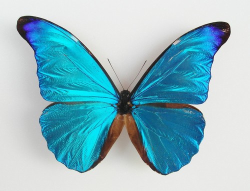 Morpho rhetenor ssp - rhetenor,