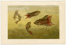 Makropode Paradiesfisch Grossflosser antike Bildtafel Chromolithographie ca 1890