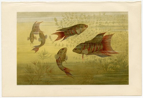 Makropode paradiesfisch - makropode,
