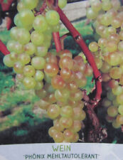 Vitis 'Phoenix' - weiße Trauben Wein Rebe - Pflanze 90-110cm - Mehltautolerant