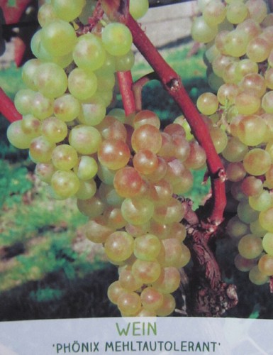 Vitis phoenix weiße - 'phoenix',