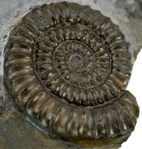 Lias vermiceras spiratissimum - ,