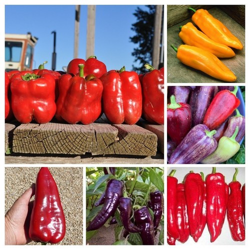 Süsse paprika samen mischung - samen,