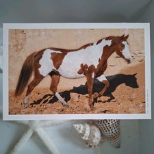 Pferdepostkarte AK Pferd Korsch Paint Horse 08/2010