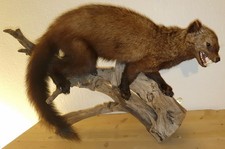 Seltener Fischer Marder |