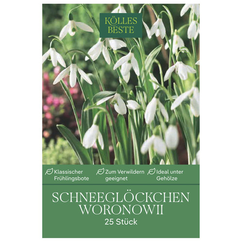 Schneeglöckchen galanthus - schneeglöckchen,