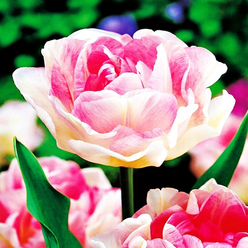 Tulpen blumenzwiebeln zwiebeln - blumenzwiebeln,