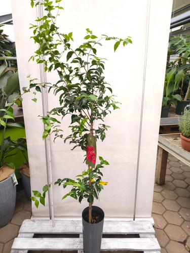 Pitanga eugenia uniflora - eugenia,