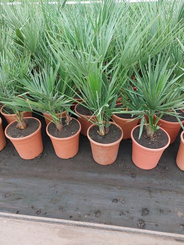 Zwergpalme chamaerops humilis - zwergpalme,