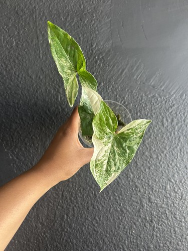 Variegated syngonium albo - syngonium,