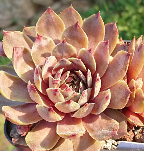 Sempervivum summer glow - ",