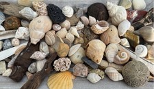 50 x Muscheln & Strandfunde – Seeglas, Treibholz, Schnecken – maritime Deko Box