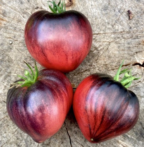 Tomaten samen sergeant - tomaten,