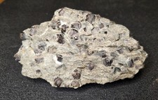 Große Almandin Granat Stufe Timmelsjoch, Österreich 1361g 24x13x8cm