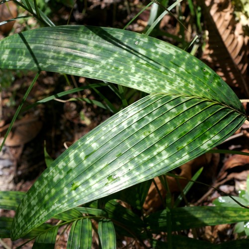 Mottled dwarf palm pinanga - dwarf,
