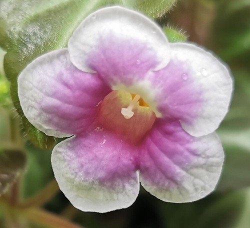 Gloxiniella - @, (◕‿◕)\@