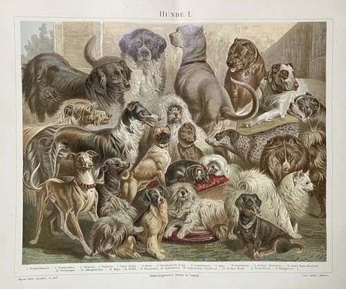 Originalgrafik fauna tiere - originalgrafik, fauna/tiere