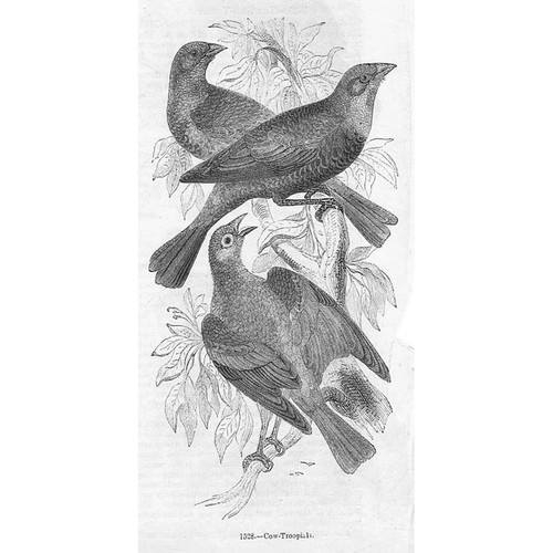 Vögel kuh truppen - kuh,
