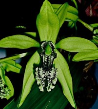 Coelogyne Species ´Green Black ´ NEW XL Pflanze Orchidee Orchideen Cattleya