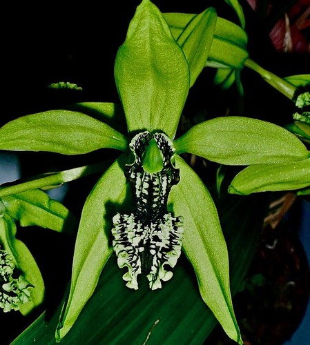Coelogyne species green - coelogyne,