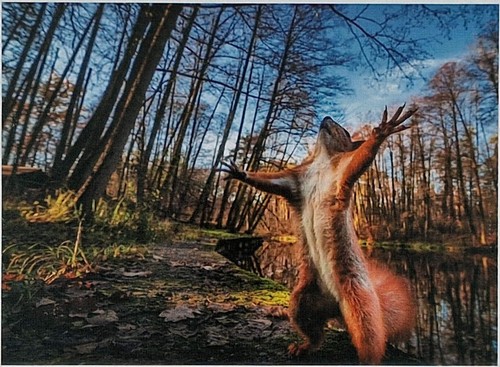Puzzle 1000 teile squirrel - puzzle,