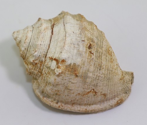 Schnecke semicassis - schnecke,,