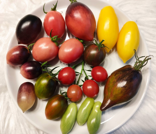 Tomatensamen tomaten saatgut - tomatensamen,